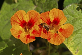 Wild bee on nasturtium (Tropaeolum) flowers, Sieversen, Rosengarten, Lower Saxony, Germany