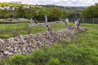 Areas with artificial stone piles for lizards. The city of Stuttgart has cleared allotments in the
