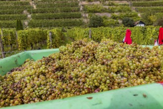 Grape grape harvest in the terraced vineyards on the Neckar in the Zuckerberg vineyard. Grapes from