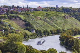 Terraced vineyards of the Zuckerberg vineyard. This is where the Cannstatter Zuckerle matures.