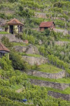 Terraced vineyards of the Zuckerberg vineyard. This is where the Cannstatter Zuckerle matures.