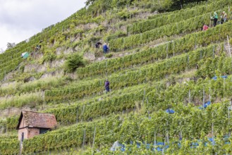 Terraced vineyards on the Neckar in the Zuckerberg vineyard. This is where the Cannstatter Zuckerle