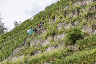 Terraced vineyards on the Neckar in the Zuckerberg vineyard. This is where the Cannstatter Zuckerle