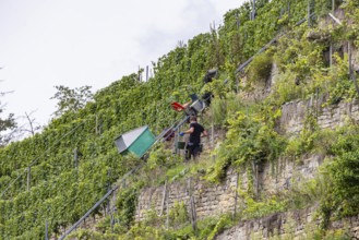 Terraced vineyards on the Neckar in the Zuckerberg vineyard. This is where the Cannstatter Zuckerle