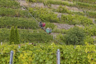 Terraced vineyards on the Neckar in the Zuckerberg vineyard. This is where the Cannstatter Zuckerle