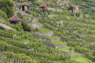 Terraced vineyards of the Zuckerberg vineyard. This is where the Cannstatter Zuckerle matures.