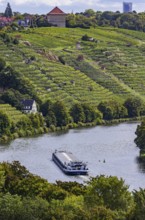 Terraced vineyards of the Zuckerberg vineyard. This is where the Cannstatter Zuckerle matures.