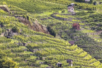 Terraced vineyards of the Zuckerberg vineyard. This is where the Cannstatter Zuckerle matures.