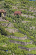 Terraced vineyards of the Zuckerberg vineyard. This is where the Cannstatter Zuckerle matures.