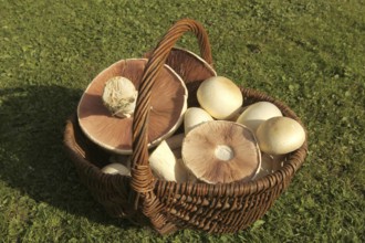 Mushrooms, Meadow mushroom (Agaricus campestris) in a basket, Allgäu, Bavaria, Germany, Allgäu,