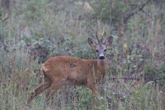Roe deer (Capreolus capreolus) old buck secured on fallow land, Western Hungary, Hungary, Lower