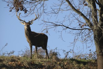 Red deer (Cervus elaphus) secured on a mountainside, Allgäu, Bavaria, Germany, Allgäu, Bavaria,