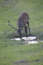 Red deer (Cervus elaphus) young stag at a waterhole, Western Hungary, Hungary, Allgäu, Bavaria,