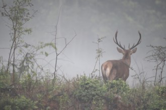 Red deer (Cervus elaphus) young stag in the fog, Western Hungary, Hungary, Western Hungary, Hungary