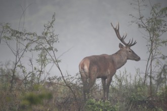 Red deer (Cervus elaphus) young stag in the fog, Western Hungary, Hungary, Western Hungary, Hungary