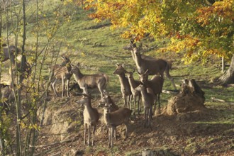 Red deer (Cervus elaphus) securing a herd of red deer, Allgäu, Bavaria, Germany, Allgäu, Bavaria,
