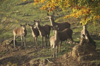 Red deer (Cervus elaphus) securing a herd of red deer, Allgäu, Bavaria, Germany, Allgäu, Bavaria,