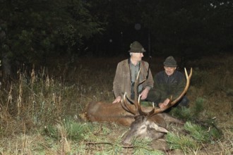 Red deer (Cervus elaphus) shot in the rain during the rut, hunter left, with hunting guide, Western