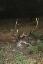 Red deer (Cervus elaphus) shot in the rain during the rut, western Hungary, Hungary, Allgäu,
