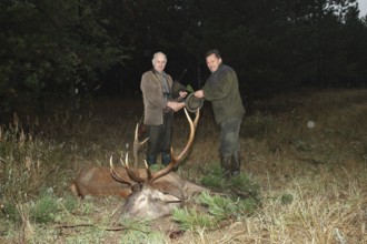 Red deer (Cervus elaphus) shot in the rain during the rut, hunter on the left, receiving the kill