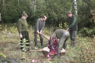Red deer (Cervus elaphus) shot during the rut, 12 years old, hunter, hunter is broken open by the