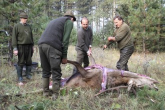 Red deer (Cervus elaphus) shot during the rut, 12 years old, hunter, hunter is broken open by the