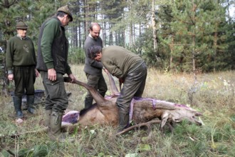 Red deer (Cervus elaphus) shot during the rut, 12 years old, broken up by the hunting guide in the