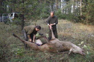 Red deer (Cervus elaphus) shot during the rut, 12 years old, broken up by the hunting guide in the
