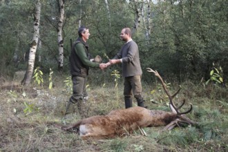 Red deer (Cervus elaphus) killed during the rut, 12 years old, hunter on the left, receives the