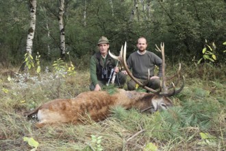 Red deer (Cervus elaphus) shot during the rut, 12 years old, hunter left, and hunting guide,