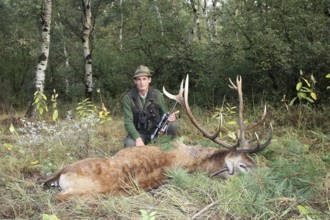 Red deer (Cervus elaphus) shot during the rut, 12 years old, Western Hungary, Hungary, Allgäu,