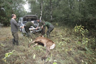 Red deer (Cervus elaphus) shot during the rut, 12 years old, retrieved by car winch, Western