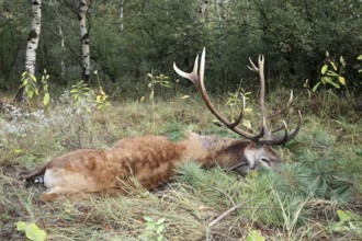 Red deer (Cervus elaphus) shot during the rut, 12 years old, Western Hungary, Hungary, Allgäu,
