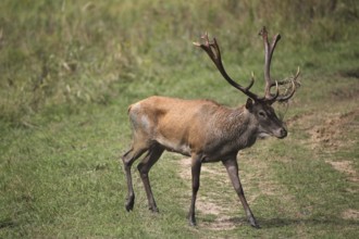 Red deer (Cervus elaphus) during the rut, Western Hungary, Hungary, Western Hungary, Hungary