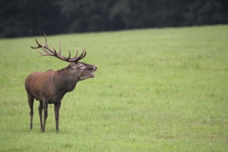 Red deer (Cervus elaphus) in the rain, roaring during the rut, Western Hungary, Hungary, Western