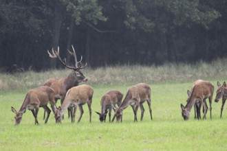 Red deer (Cervus elaphus) Red deer with its herd in the rain during the rut, Western Hungary,
