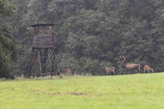 Red deer (Cervus elaphus) and bare deer in front of a raised hide in the rain during the rut,