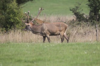 Red deer (Cervus elaphus) during the rut, Western Hungary, Hungary, Allgäu, Bavaria, Germany