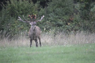 Red deer (Cervus elaphus) roaring during the rut, Western Hungary, Hungary, Western Hungary,