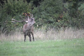 Red deer (Cervus elaphus) roaring during the rut, western Hungary, Hungary, Allgäu, Bavaria,