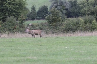 Red deer (Cervus elaphus) during the rut, Western Hungary, Hungary, Allgäu, Bavaria, Germany