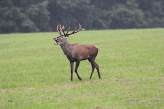 Red deer (Cervus elaphus) young stag in the rain, roaring during the rut, Western Hungary, Hungary,