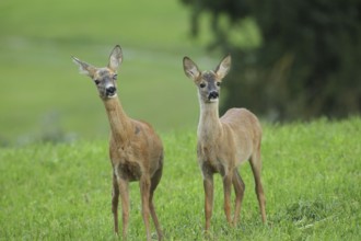 Roe deer (Capreolus capreolus) doe and fawn secure in the meadow, doe with eye injury, Allgäu,