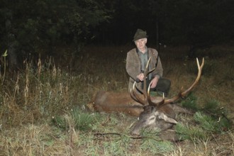 Red deer (Cervus elaphus) shot in the rain during the rut, western Hungary, Hungary, Allgäu,