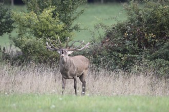 Red deer (Cervus elaphus) roaring during the rut, Western Hungary, Hungary, Western Hungary,