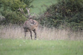 Red deer (Cervus elaphus) during the rut, Western Hungary, Hungary, Allgäu, Bavaria, Germany