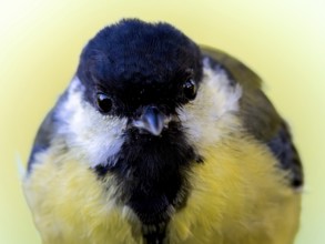 Great tit (Parus major) portrait of the head shown in frontal view, orchard, Baden-Württemberg,