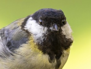 Great tit (Parus major) portrait of the head shown in frontal view, orchard, Baden-Württemberg,