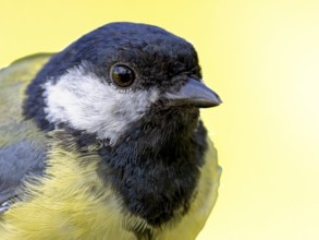 Great tit (Parus major) portrait of the head shown in quarter view, orchard, Baden-Württemberg,