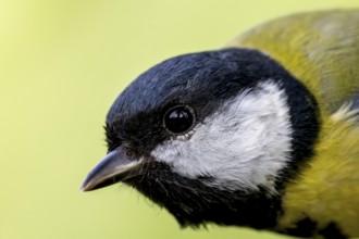 Great tit (Parus major) portrait of the head shown in side view, orchard, Baden-Württemberg,